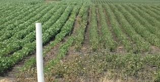 The Dicamba Dilemma: Facts And Speculations